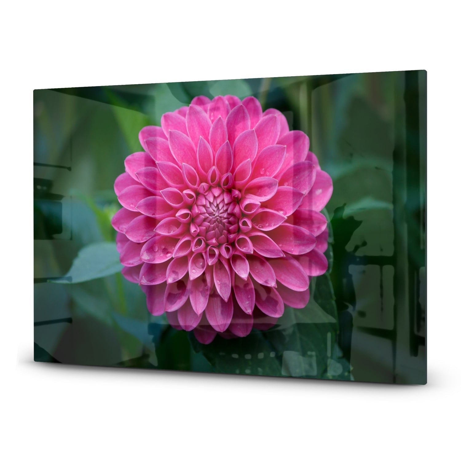 Inductiebeschermer - Gehard Glas - Roze Dahlia