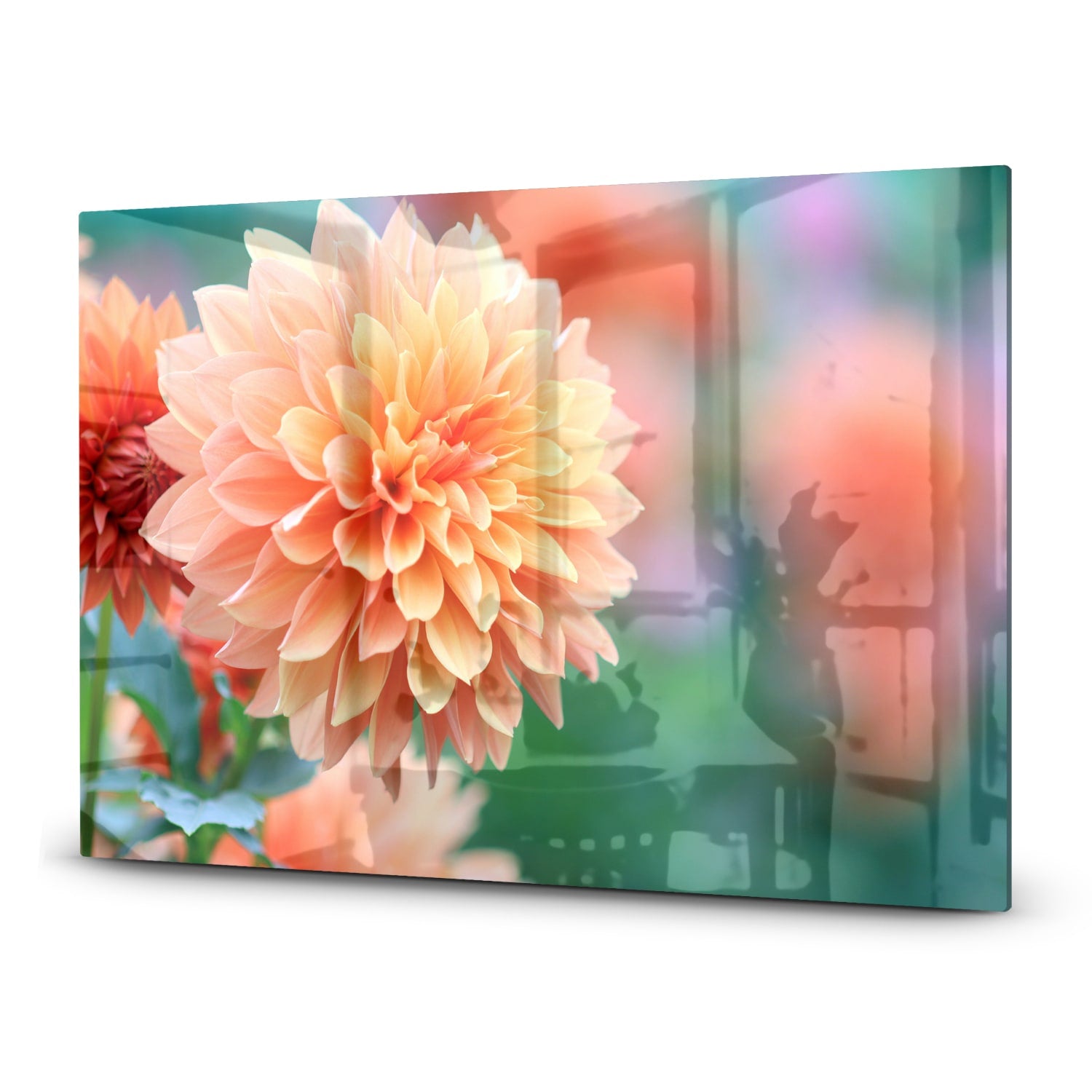 Inductiebeschermer - Gehard Glas - Roze/Gele Dahlia