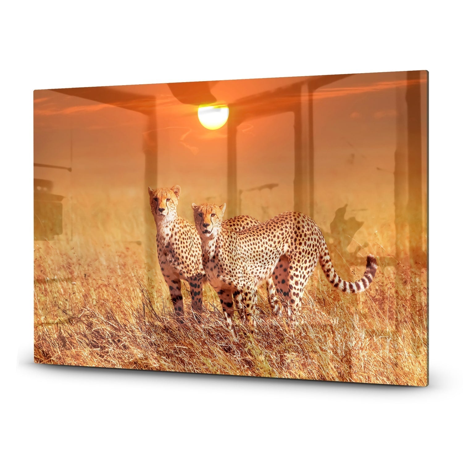 Inductiebeschermer - Gehard Glas - Twee Cheetahs