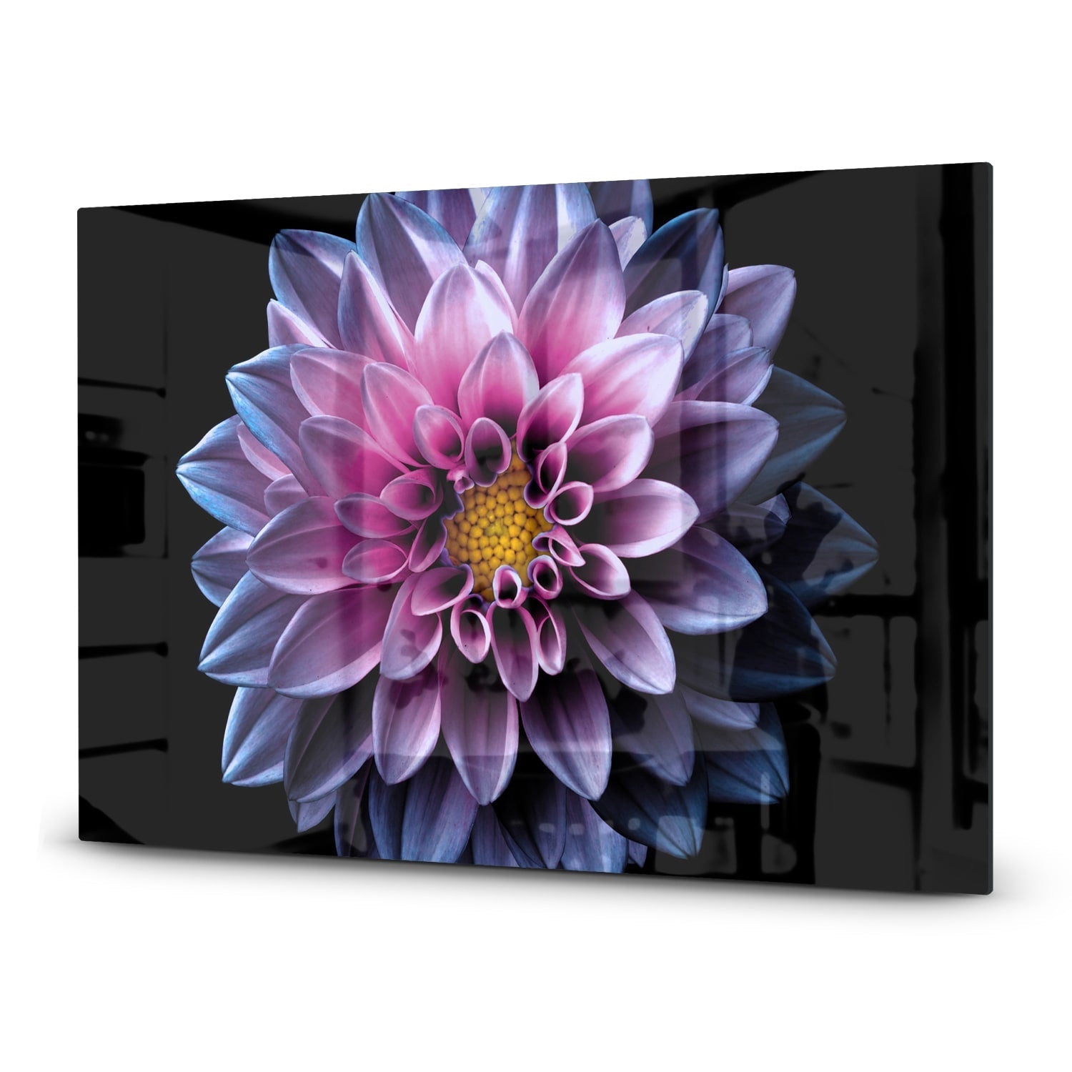 Inductiebeschermer - Gehard Glas - Blauw/Roze Dahlia