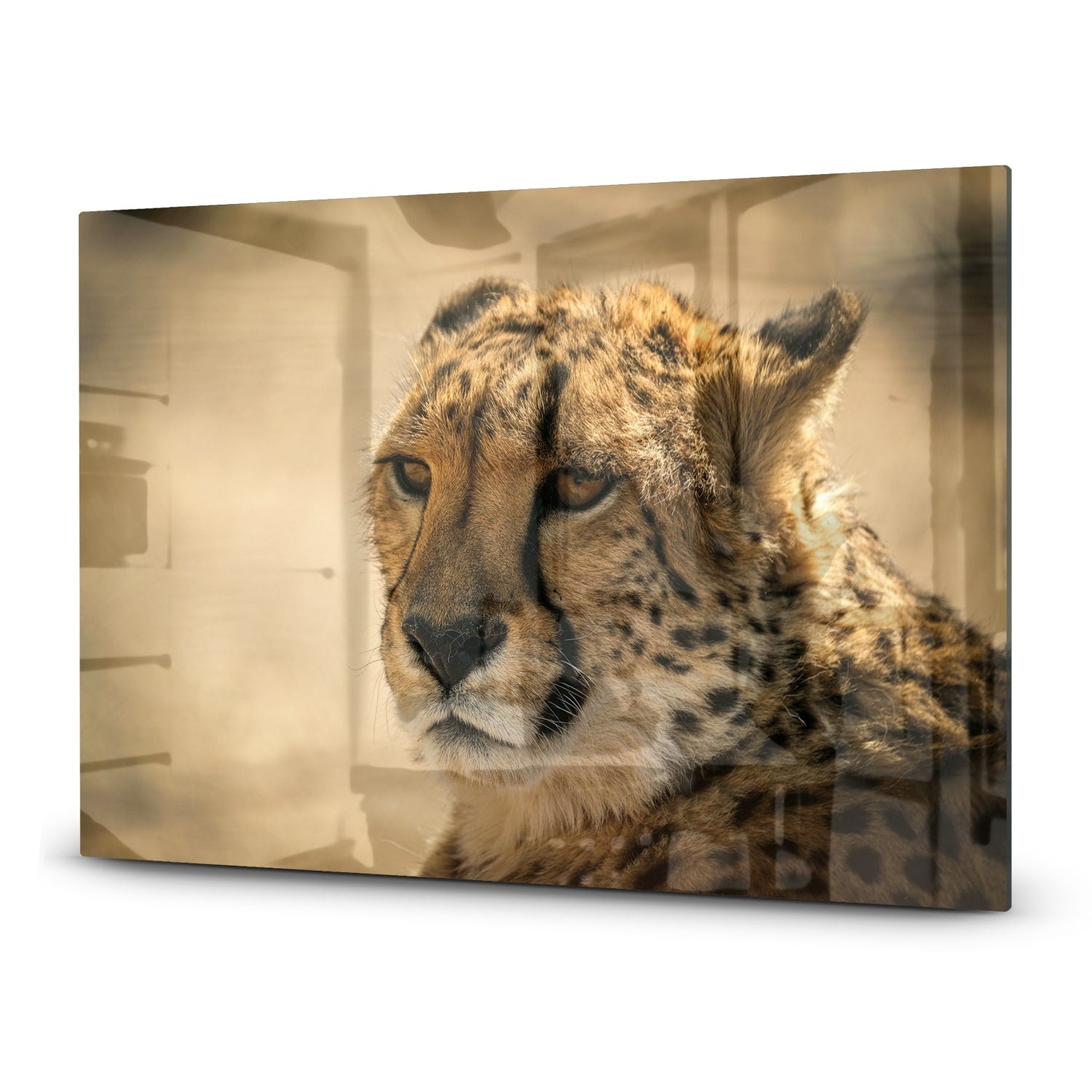 Inductiebeschermer - Gehard Glas - Cheetah Close-up