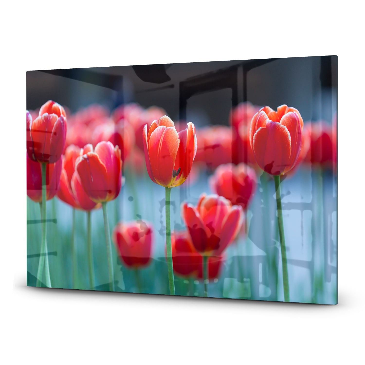 Inductiebeschermer - Gehard Glas - Rode Tulpen