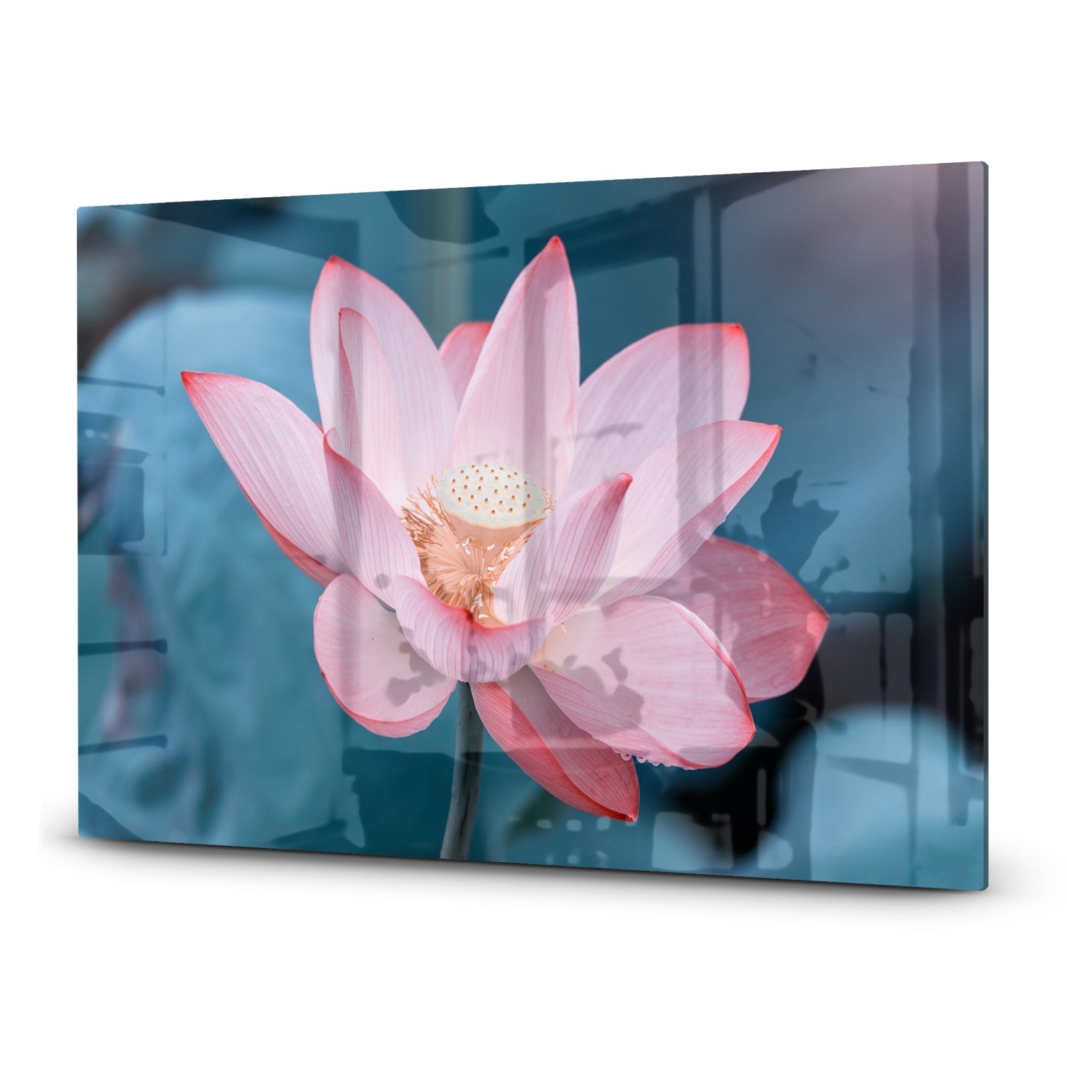 Inductiebeschermer - Gehard Glas - Lotus Bloem