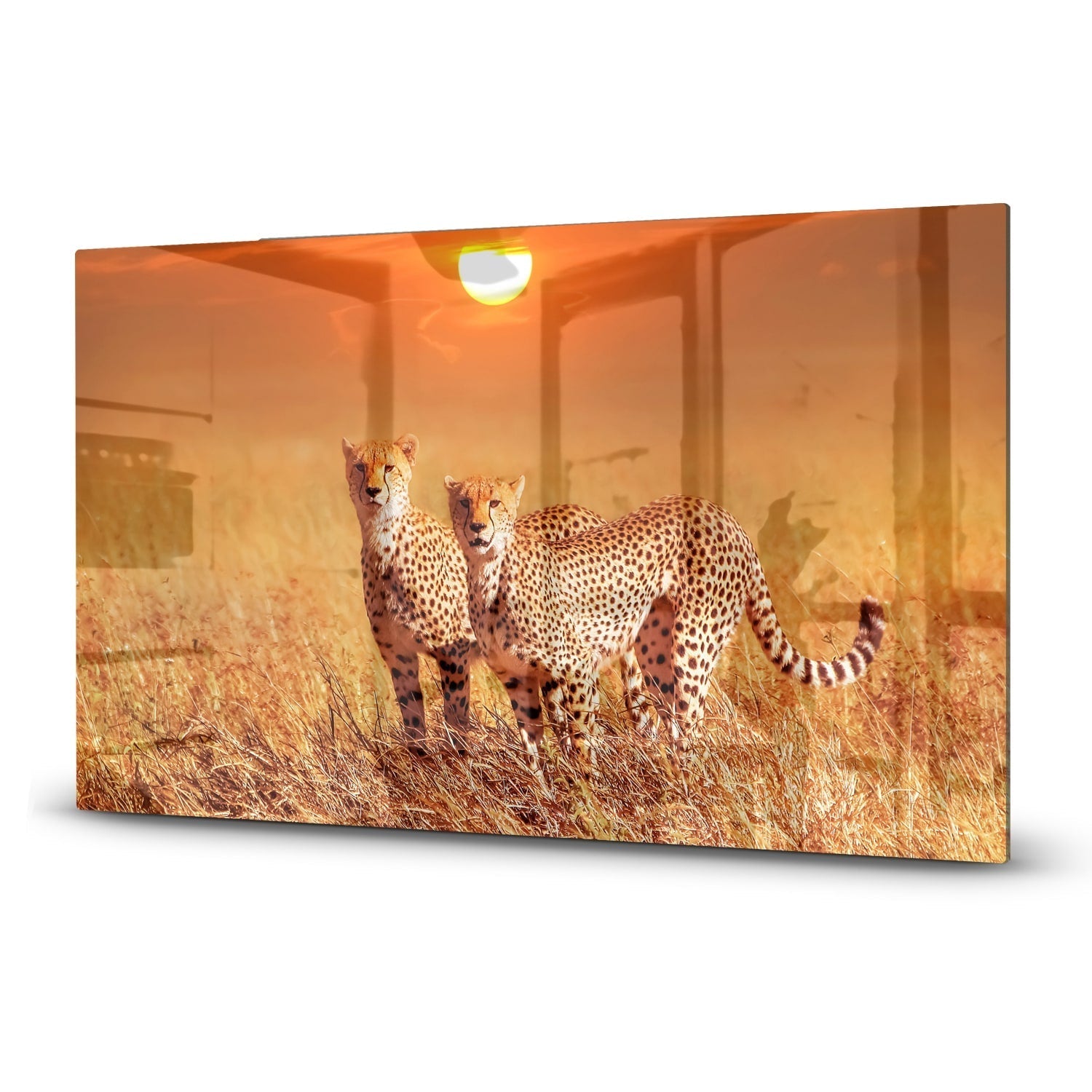 Inductiebeschermer - Gehard Glas - Twee Cheetahs