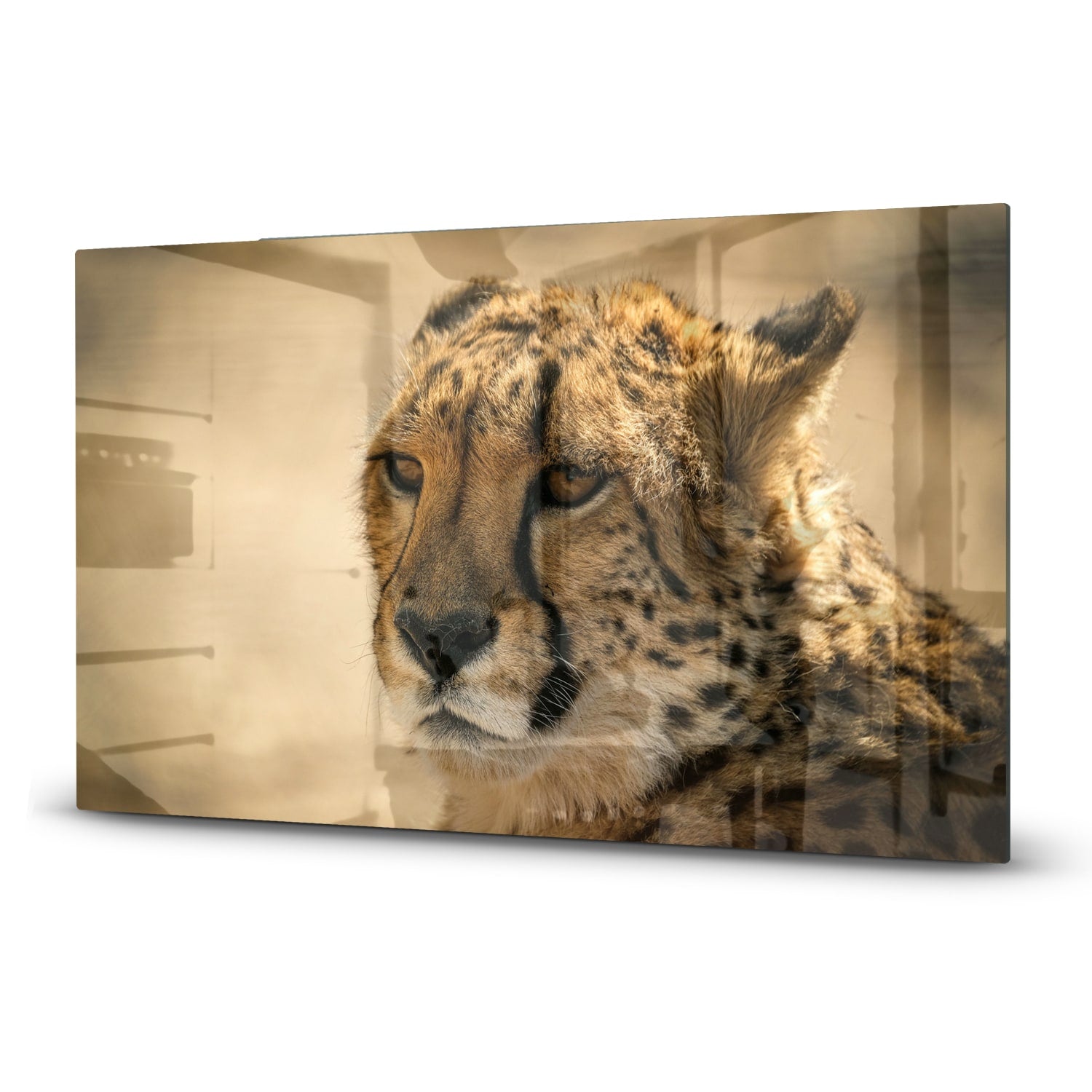 Inductiebeschermer - Gehard Glas - Cheetah Close-up