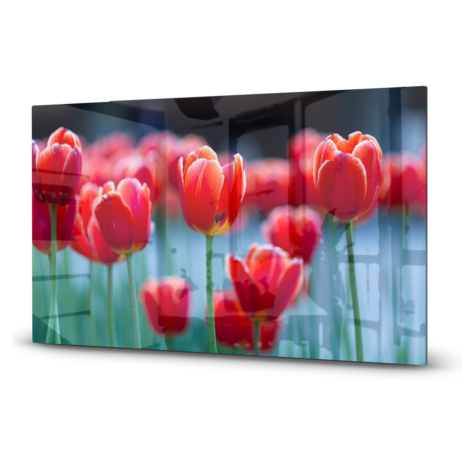 Inductiebeschermer - Gehard Glas - Rode Tulpen