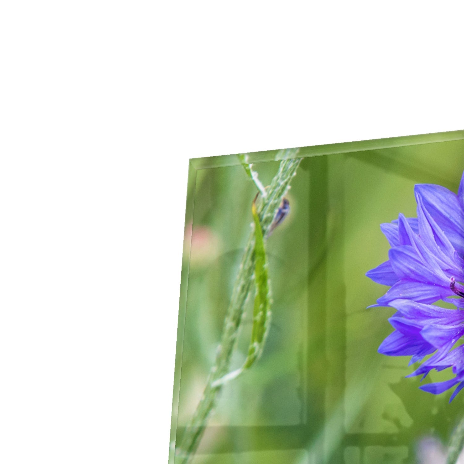 Kapstok - Gehard Glas - Felblauw/paarse Korenbloemen