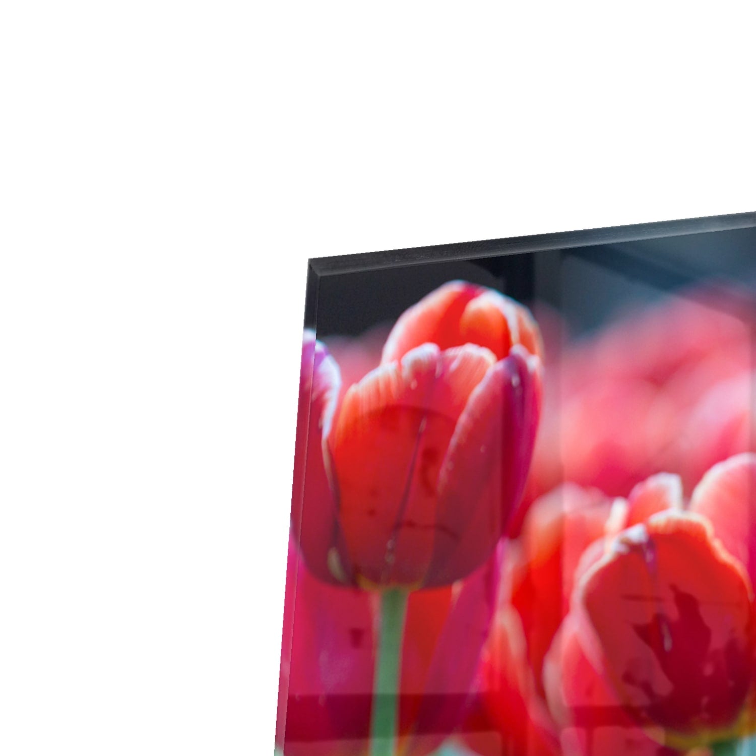 Kapstok - Gehard Glas - Rode Tulpen