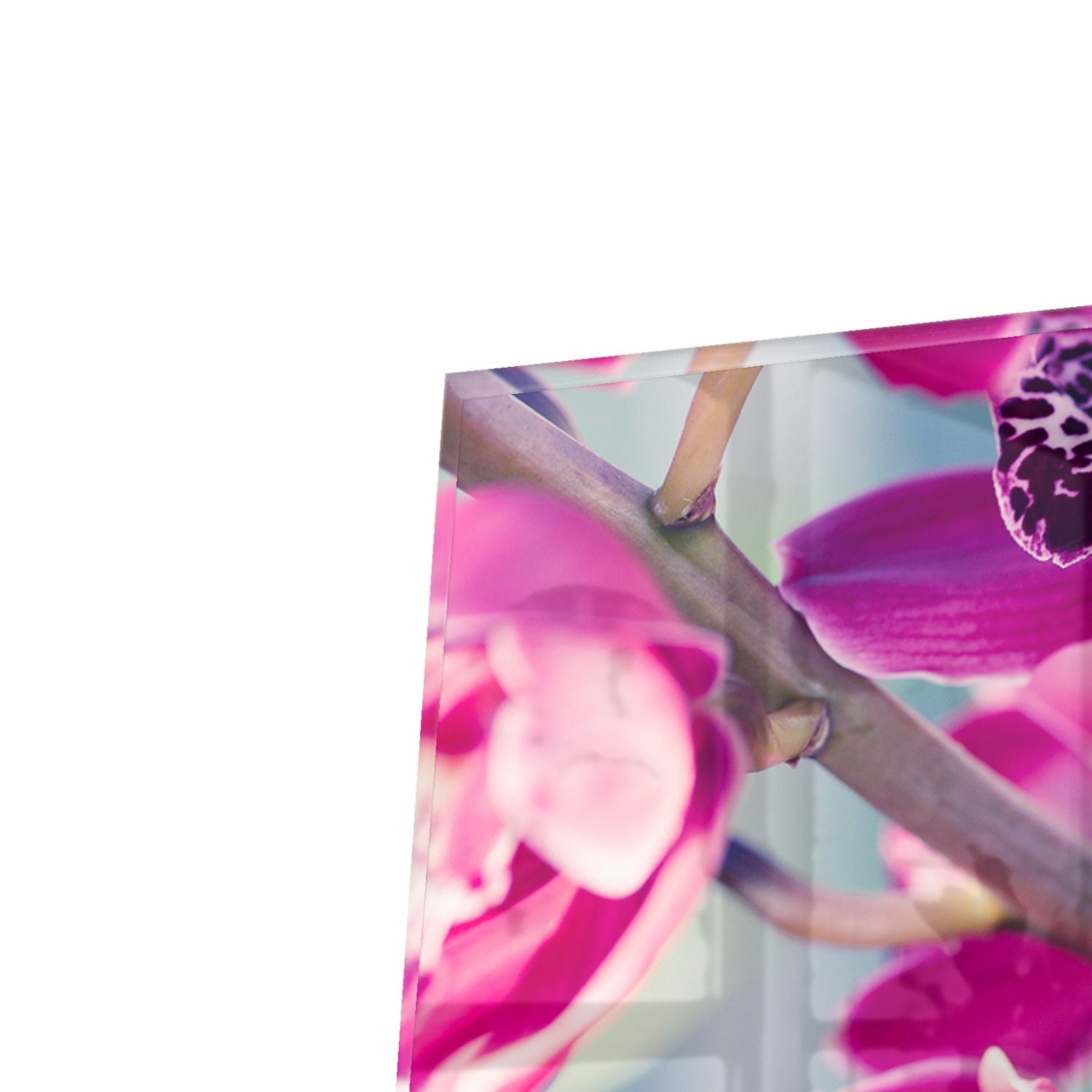 Kapstok - Gehard Glas - Vlinderorchidee