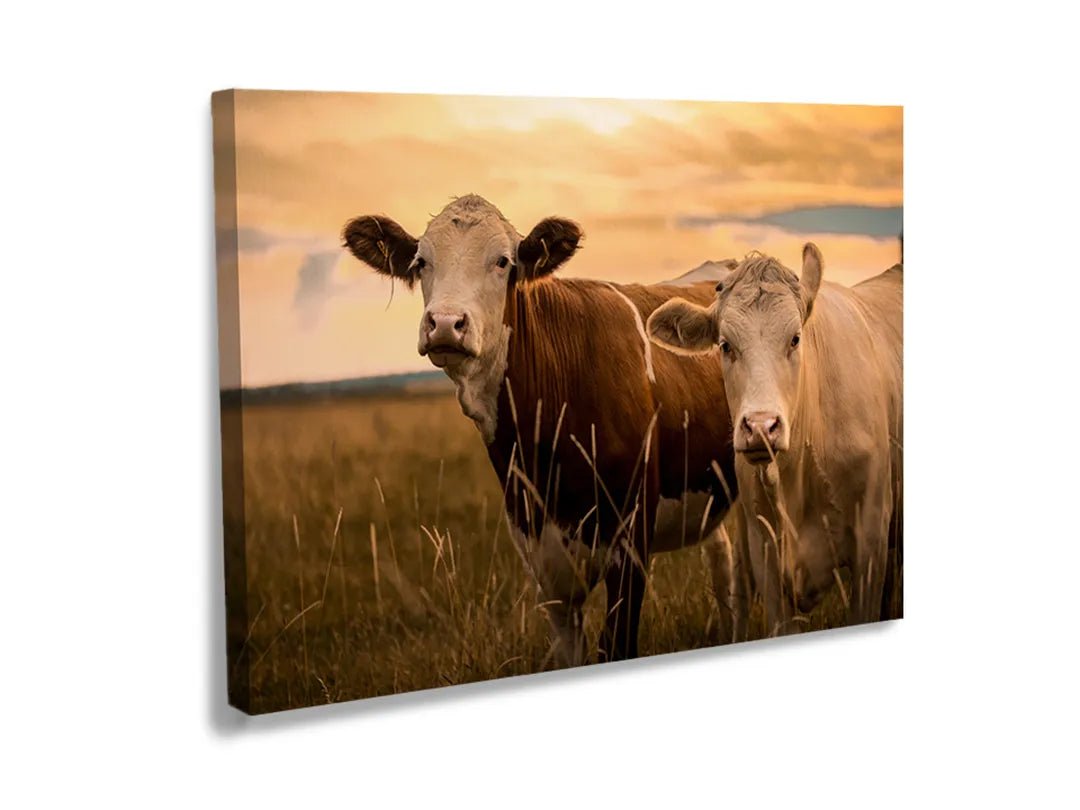 Kurkborden op canvas met koeien in een weiland bij zonsondergang – formaat 120 × 80 cm