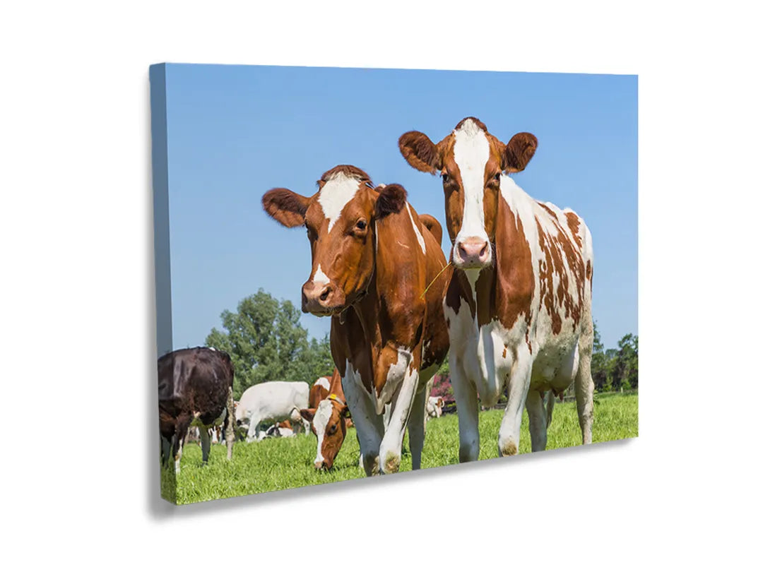 Kurkborden op canvas met koeien in een groene weide – formaat 120 × 80 cm