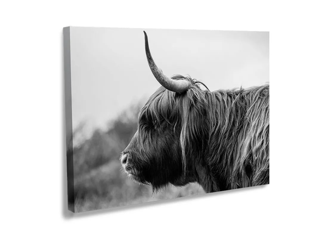 Kurkborden op canvas met zwart-wit schotse hooglander – formaat 120 × 80 cm