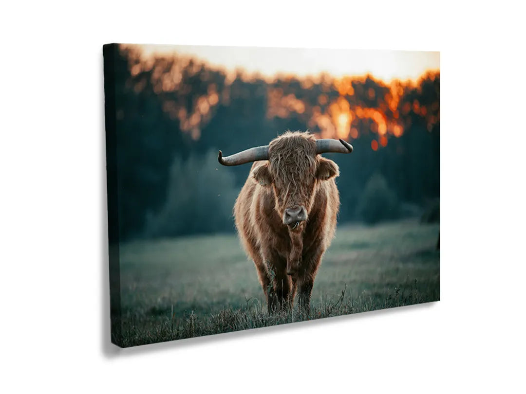 Kurkborden op canvas met schotse hooglander in avondlicht – formaat 120 × 80 cm