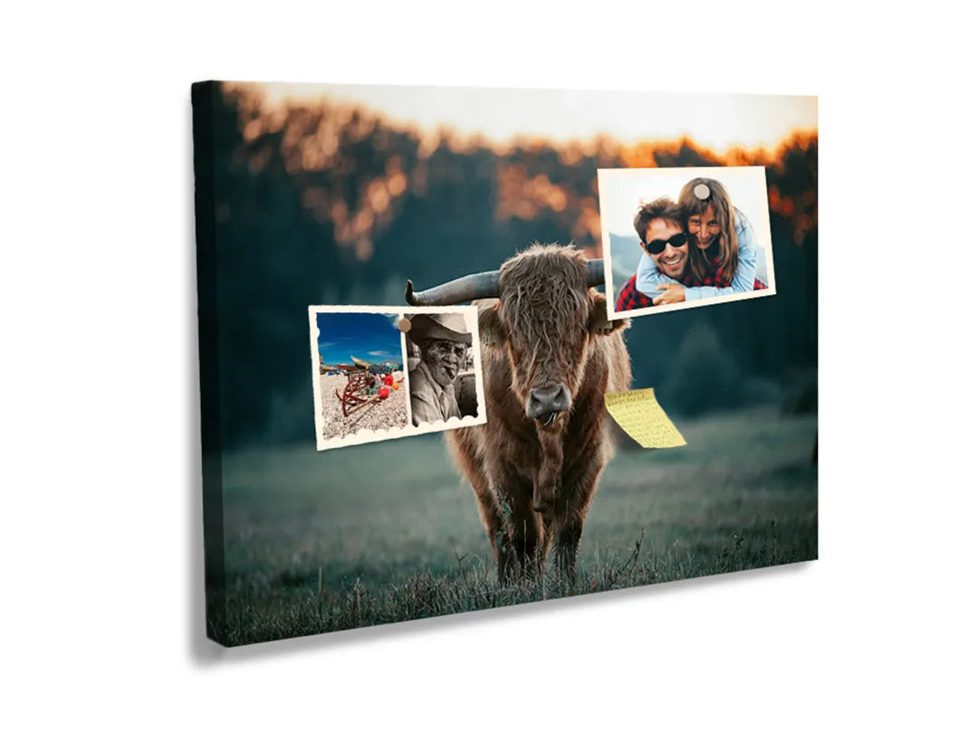 Kurkborden op canvas met schotse hooglander in avondlicht – formaat 60 × 40 cm