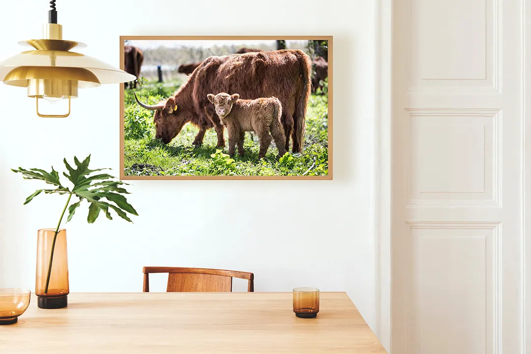 Metalen Magneetbord met imposante Schotse Hooglanders grazend in een groen en weids weiland