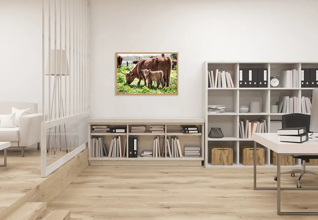 Metalen Magneetbord met imposante Schotse Hooglanders grazend in een groen en weids weiland