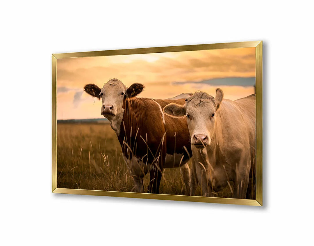 Metalen Magneetbord met afbeelding van twee koeien in de weide in natuurlijke buitenkleuren kleuren