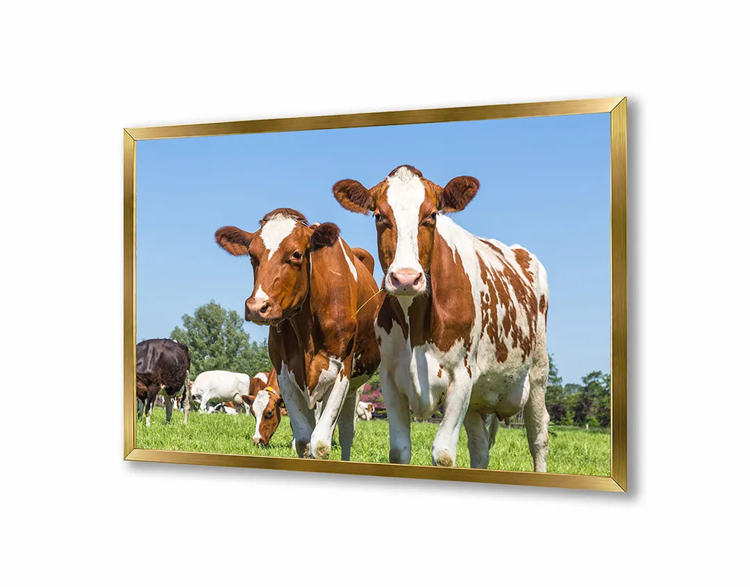 Metalen Magneetbord met afbeelding van bruine koeien in groen grasland in landelijk groen en bruin kleuren