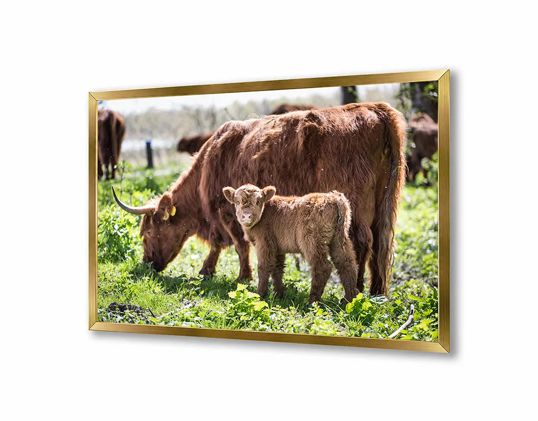 Metalen Magneetbord met imposante Schotse Hooglanders grazend in een groen en weids weiland