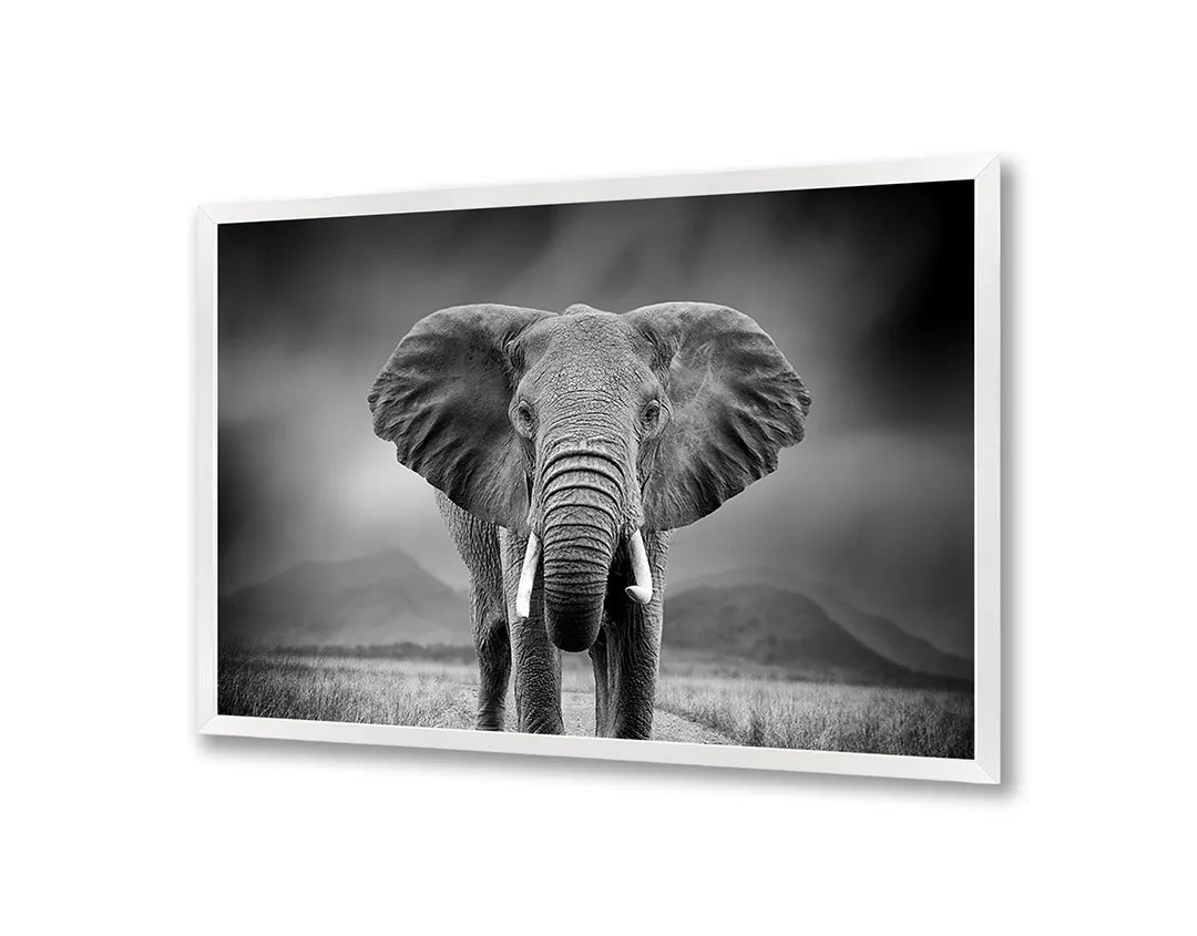 Metalen Magneetbord met afbeelding van portret van een olifant in zwart-wit kleuren