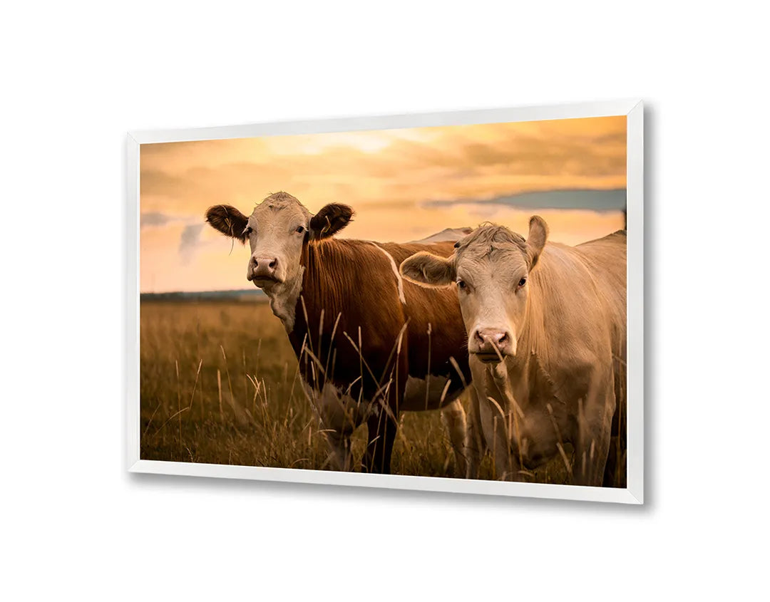 Metalen Magneetbord met afbeelding van twee koeien in de weide in natuurlijke buitenkleuren kleuren