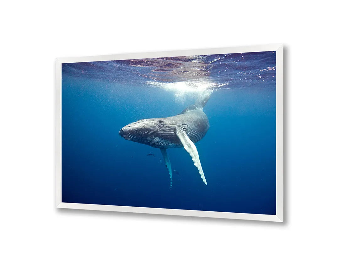 Metalen Magneetbord met afbeelding van walvisstaart onder water in diep oceaanblauw kleuren