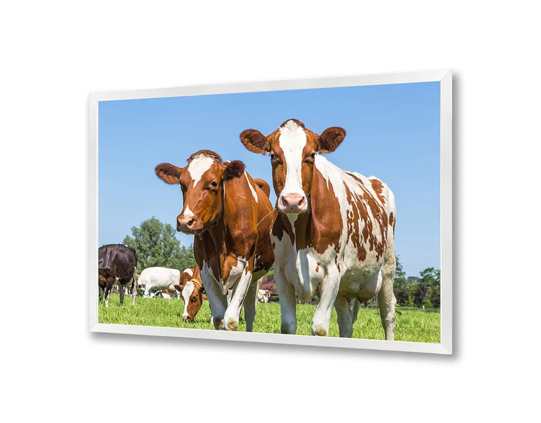 Metalen Magneetbord met afbeelding van bruine koeien in groen grasland in landelijk groen en bruin kleuren