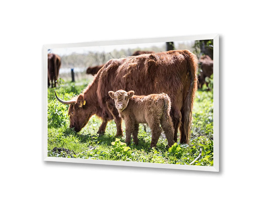 Metalen Magneetbord met imposante Schotse Hooglanders grazend in een groen en weids weiland