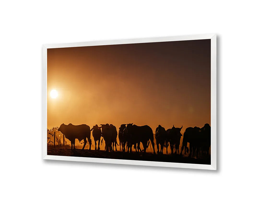 Metalen Magneetbord met print van Koeien silhouet zonsondergang perfect als decoratie