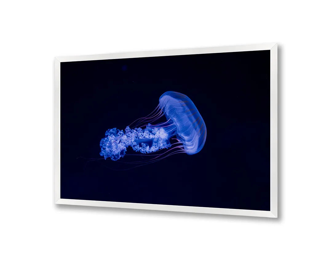 Metalen Magneetbord met print van Blauwe kwal onderwater perfect als decoratie