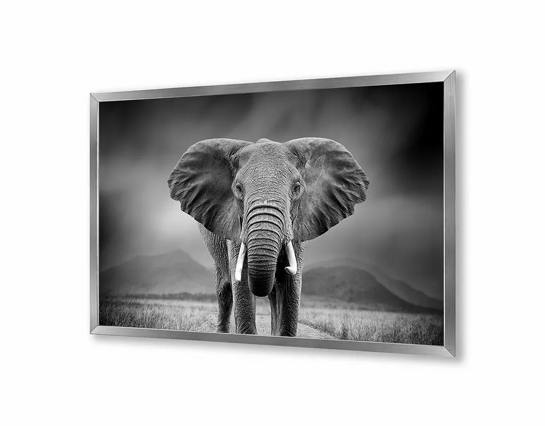 Metalen Magneetbord met afbeelding van portret van een olifant in zwart-wit kleuren