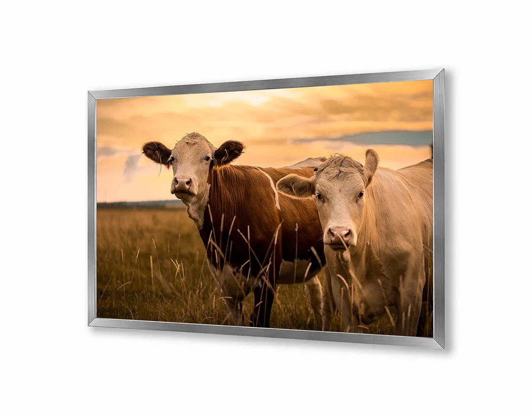 Metalen Magneetbord met afbeelding van twee koeien in de weide in natuurlijke buitenkleuren kleuren