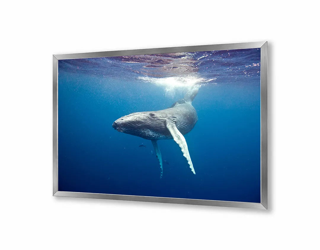 Metalen Magneetbord met afbeelding van walvisstaart onder water in diep oceaanblauw kleuren