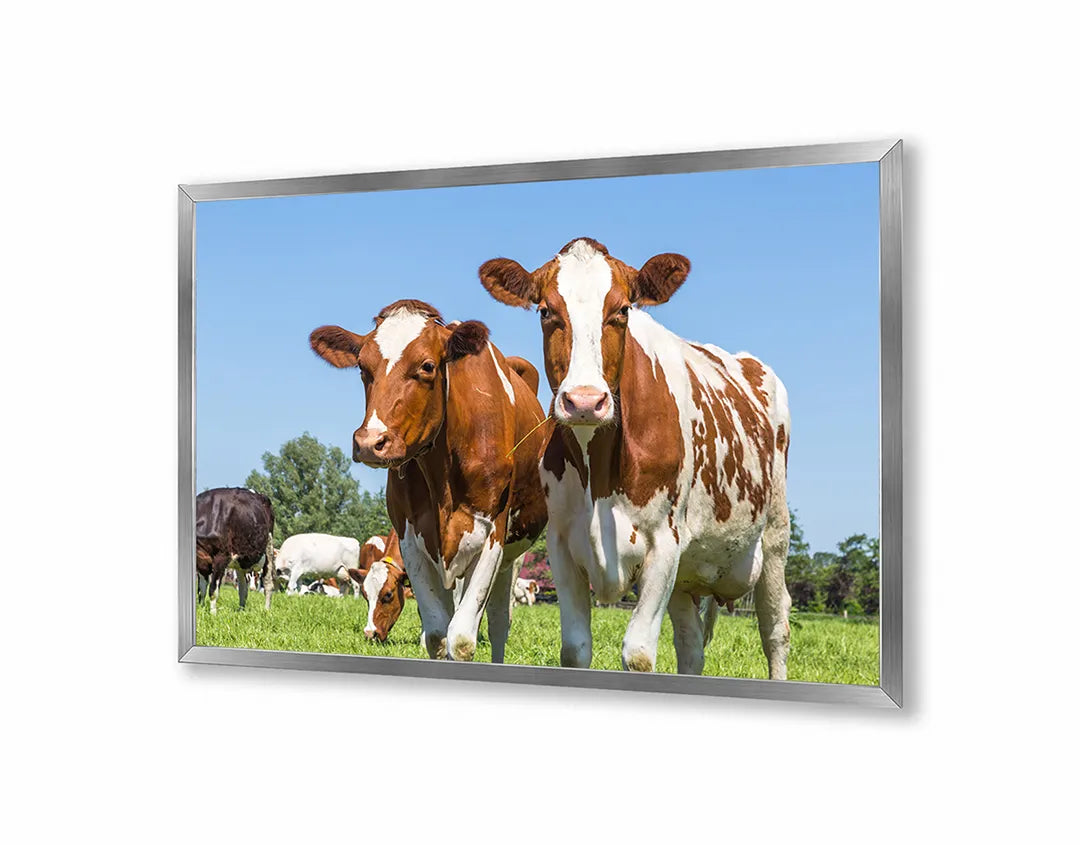 Metalen Magneetbord met afbeelding van bruine koeien in groen grasland in landelijk groen en bruin kleuren