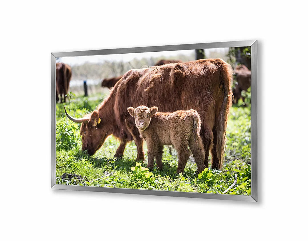 Metalen Magneetbord met imposante Schotse Hooglanders grazend in een groen en weids weiland