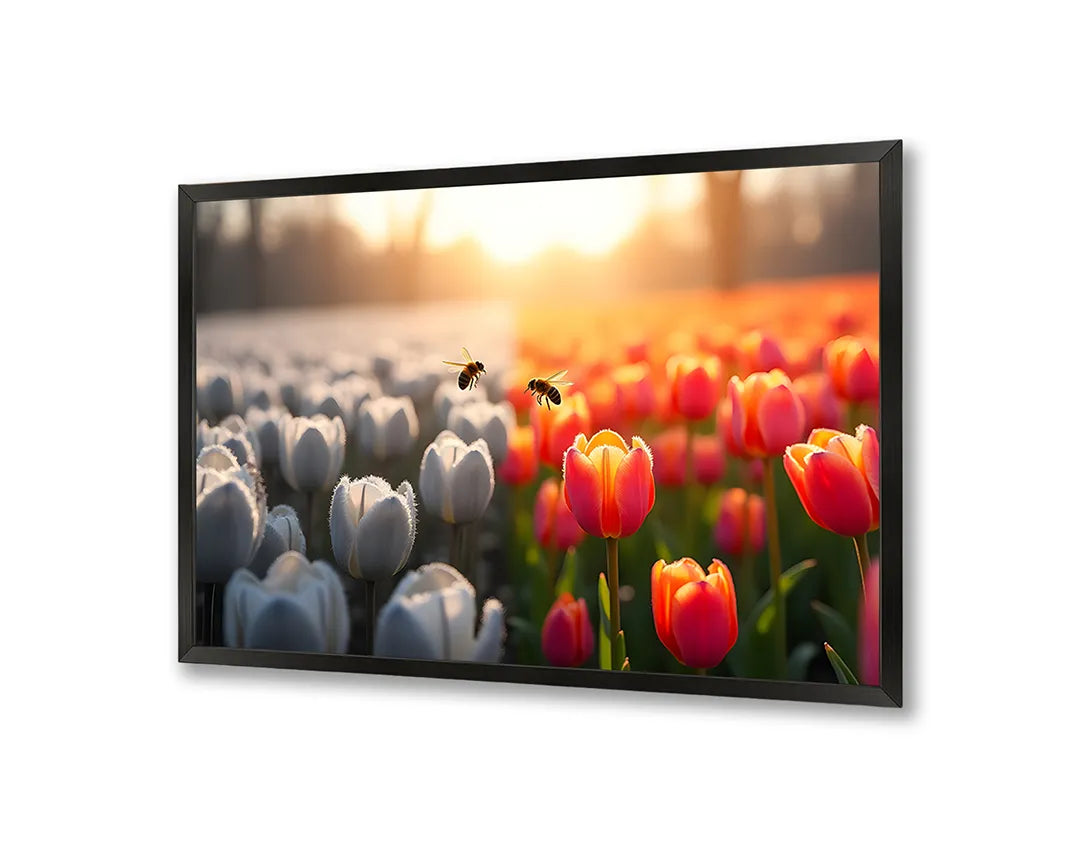 Metalen Magneetbord met hoogwaardige afbeelding van Tulpenveld wit rood zonsondergang voor aan de muur