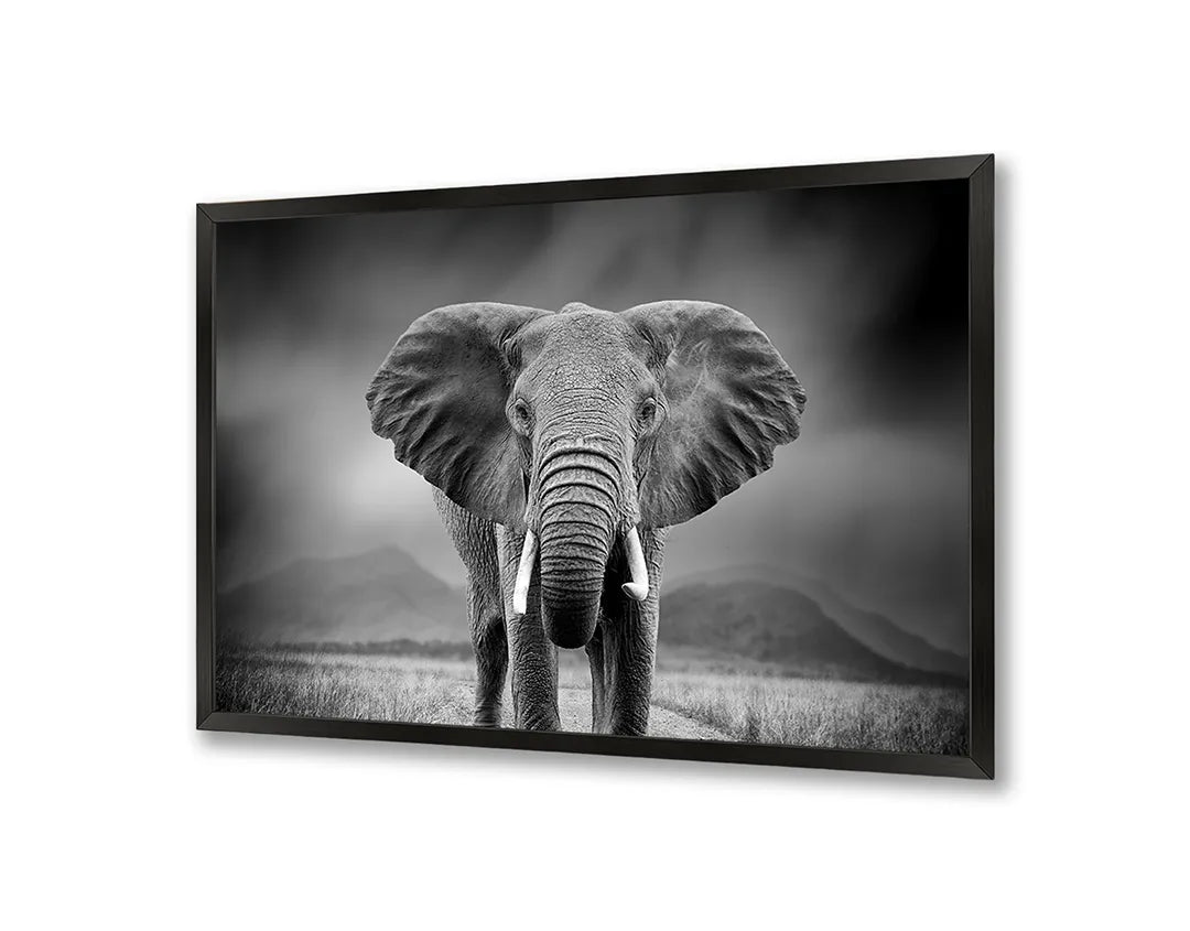 Metalen Magneetbord met afbeelding van portret van een olifant in zwart-wit kleuren