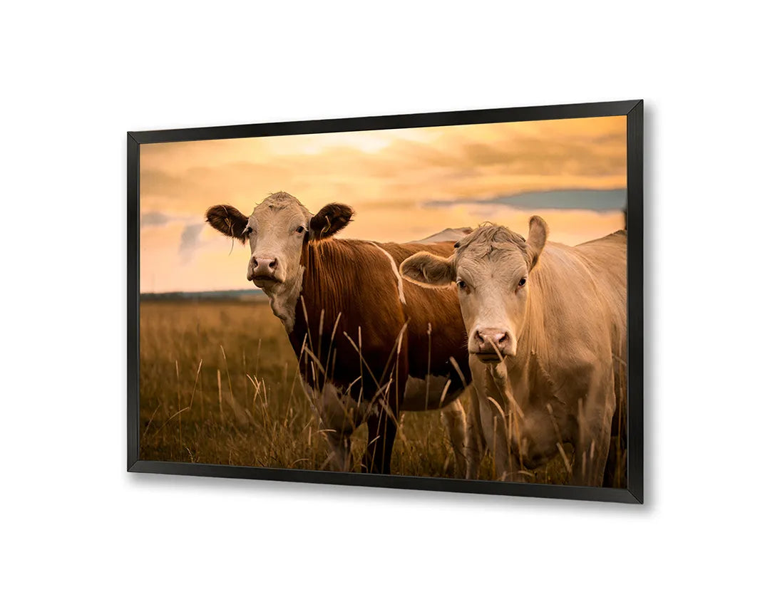 Metalen Magneetbord met afbeelding van twee koeien in de weide in natuurlijke buitenkleuren kleuren