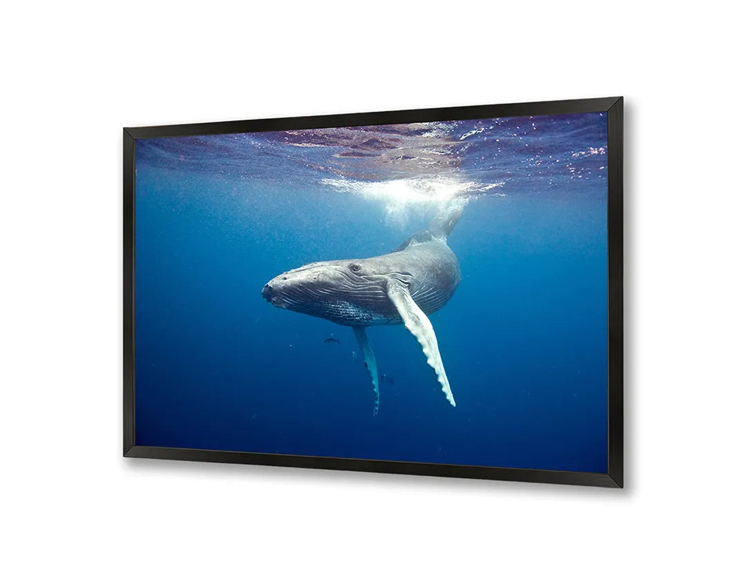 Metalen Magneetbord met afbeelding van walvisstaart onder water in diep oceaanblauw kleuren