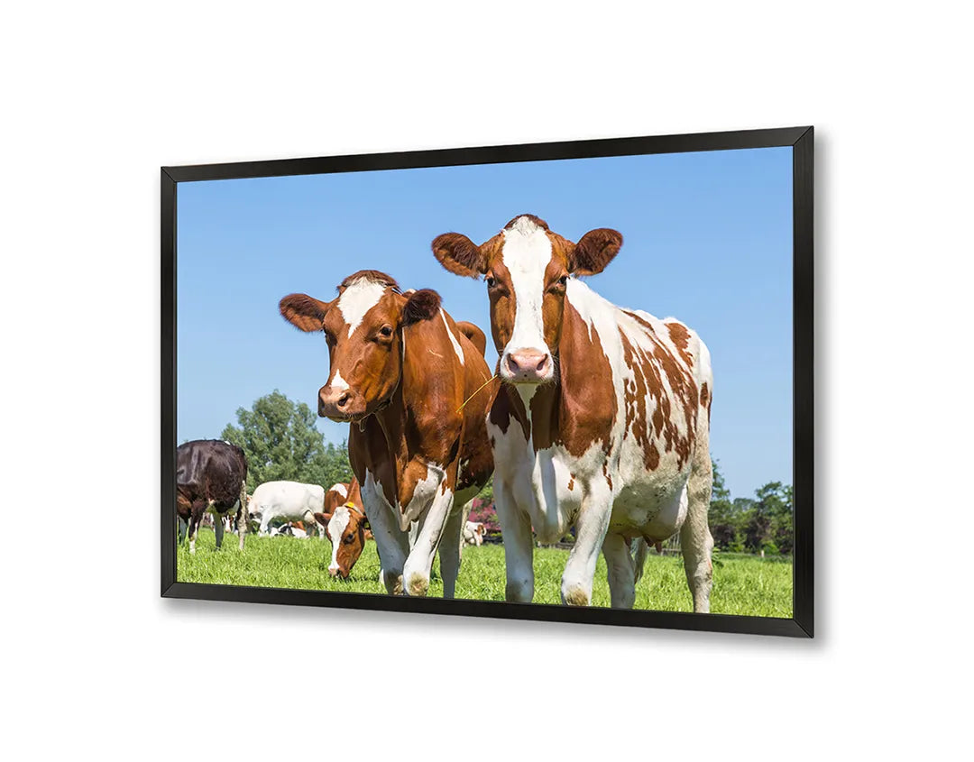 Metalen Magneetbord met afbeelding van bruine koeien in groen grasland in landelijk groen en bruin kleuren