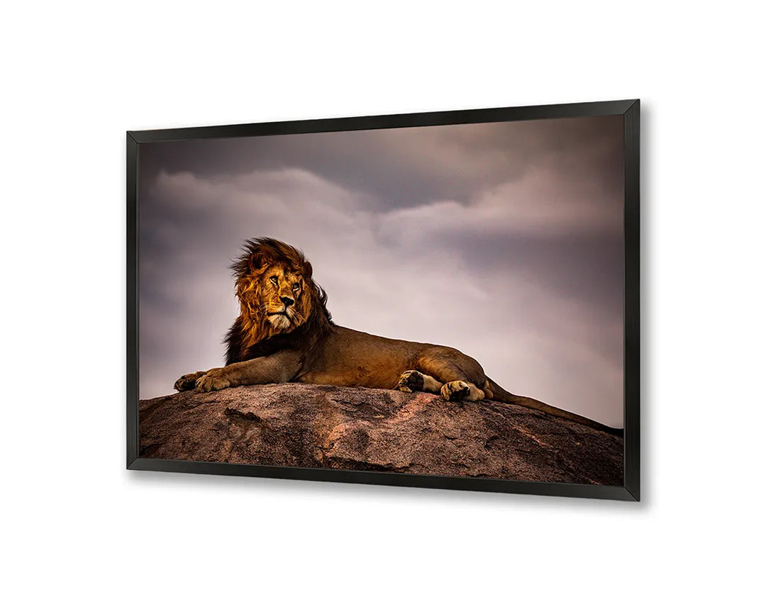 Metalen Magneetbord met afbeelding van rustende mannetjesleeuw op een rots in savanne kleuren kleuren