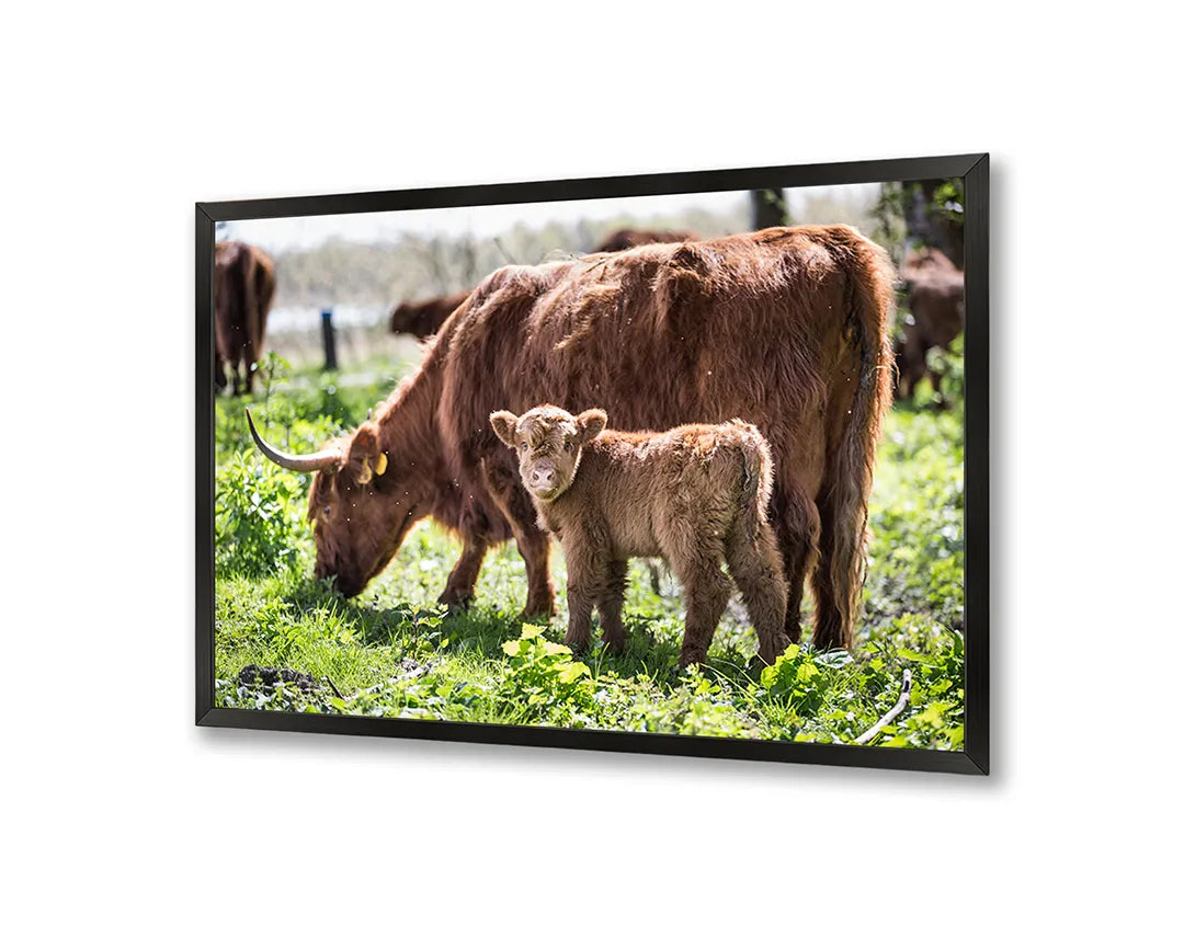 Metalen Magneetbord met imposante Schotse Hooglanders grazend in een groen en weids weiland