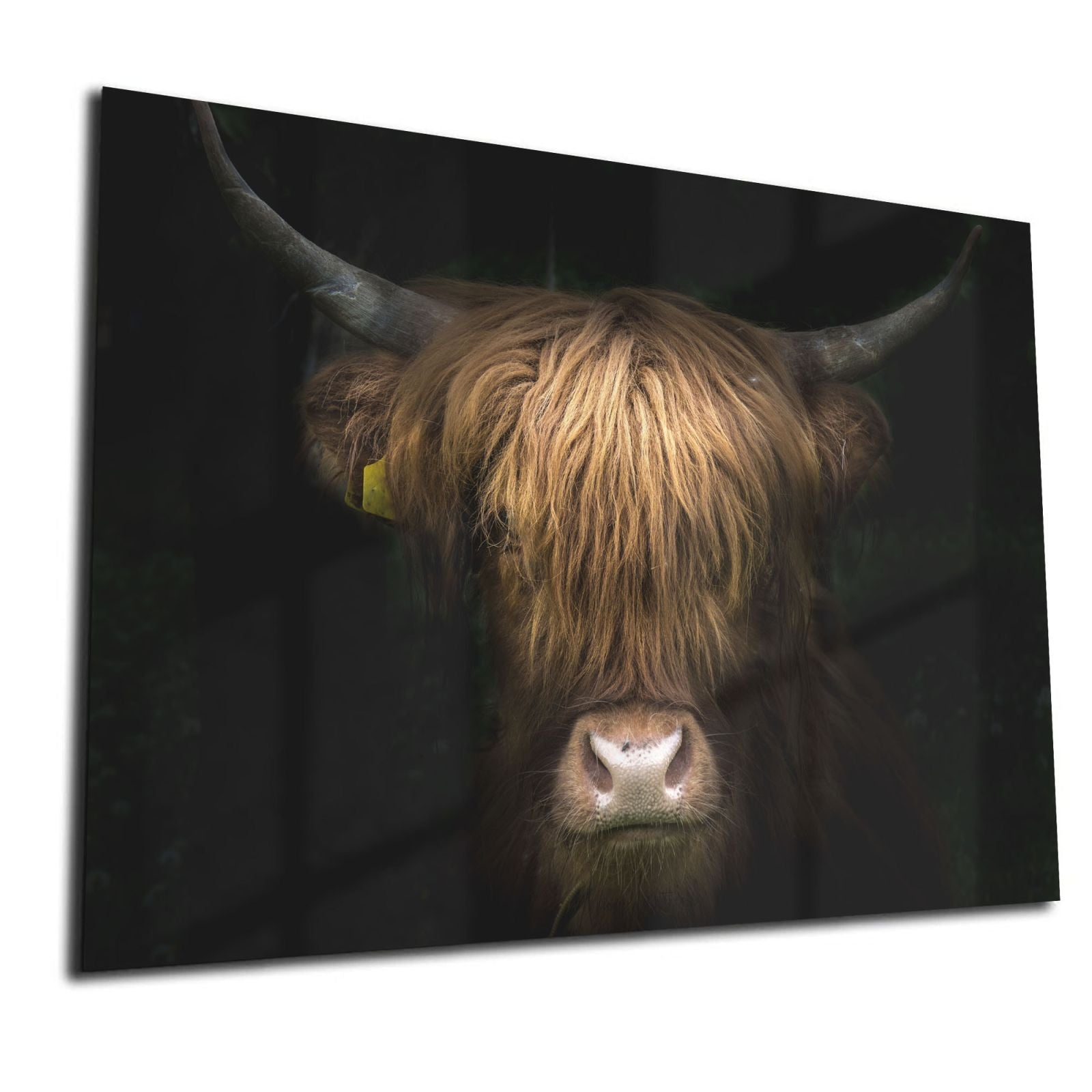 Glazen Whiteboard - Magneetbord - Krasvrij - Schotse Hooglander