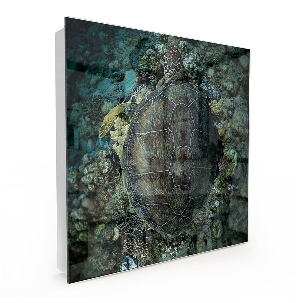 Sleutelkastje - Gehard Glas - Schildpad en Koraal
