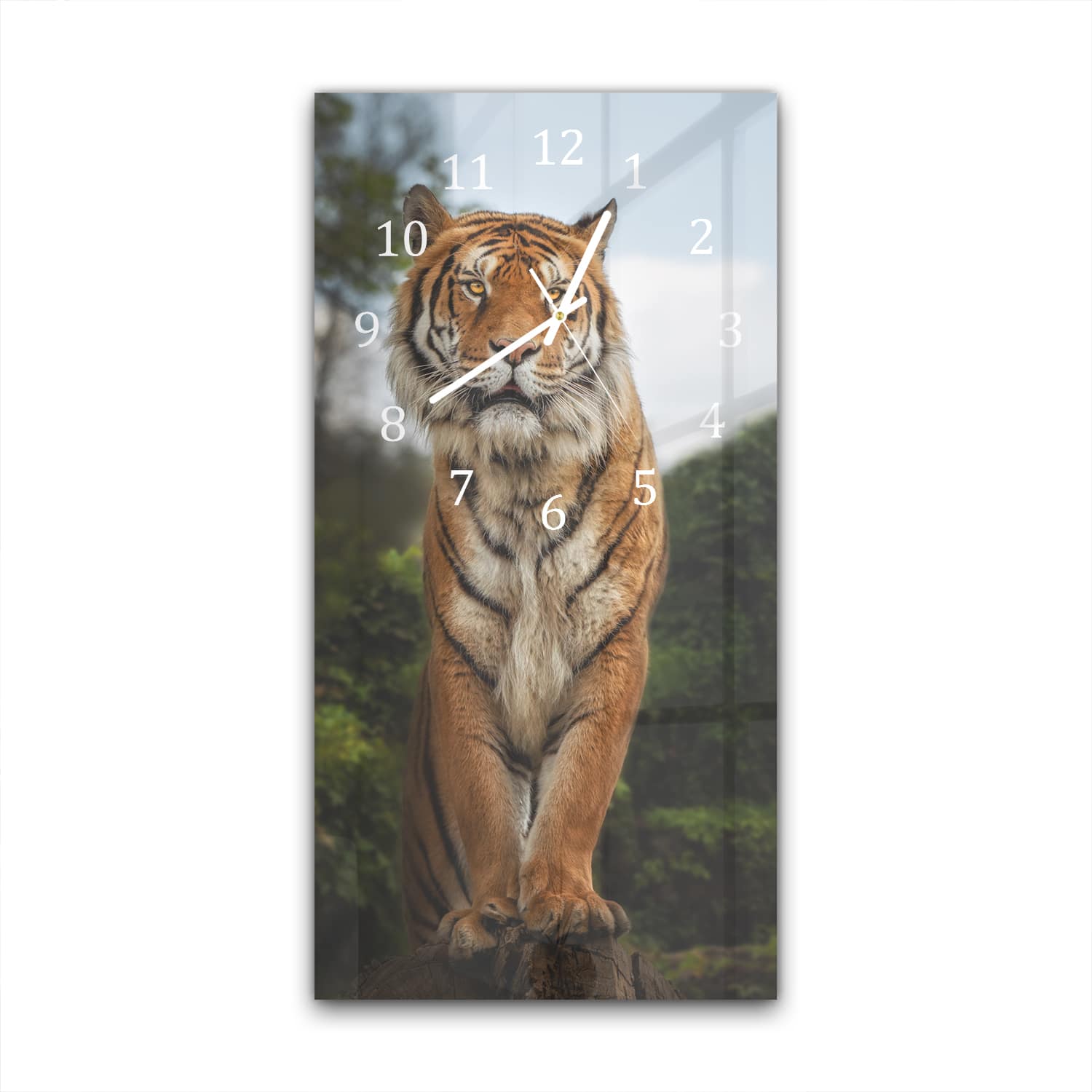 Wandklok 30x60  - Gehard Glas - Bengaalse Tijger op een Rots