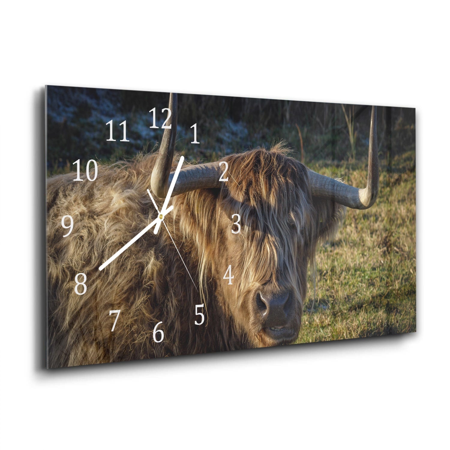 Wandklok 60x30 - Gehard Glas - Schotse Hooglander in de Zon