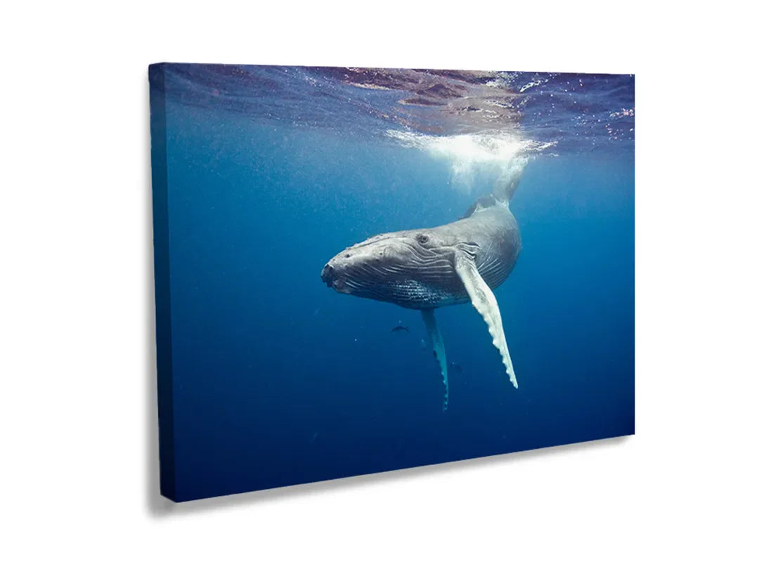 Metalen magneetbord met een walvis die door het water zwemt
