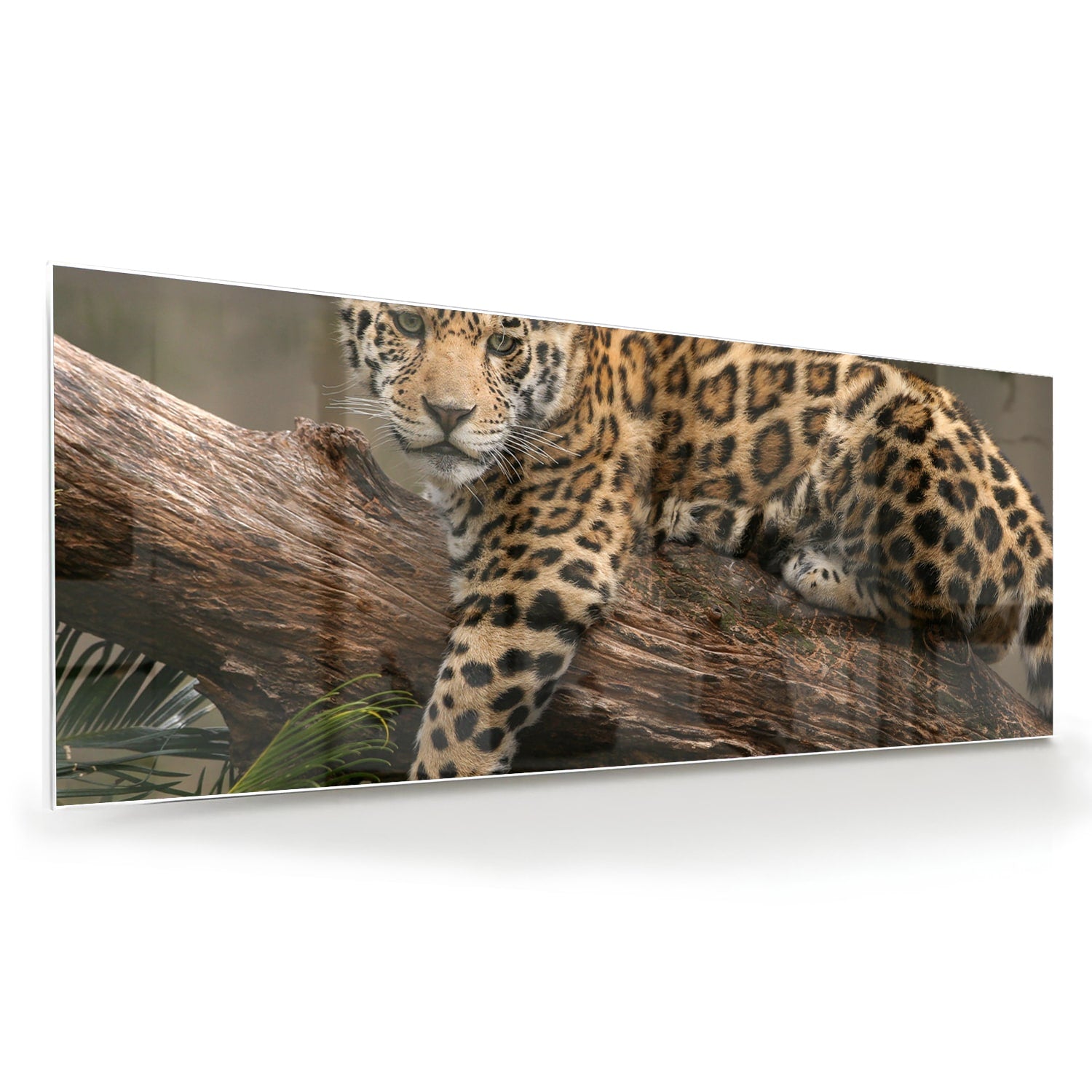 Glas schilderij van een jaguar die op een tak ligt, met een natuurlijke achtergrond.