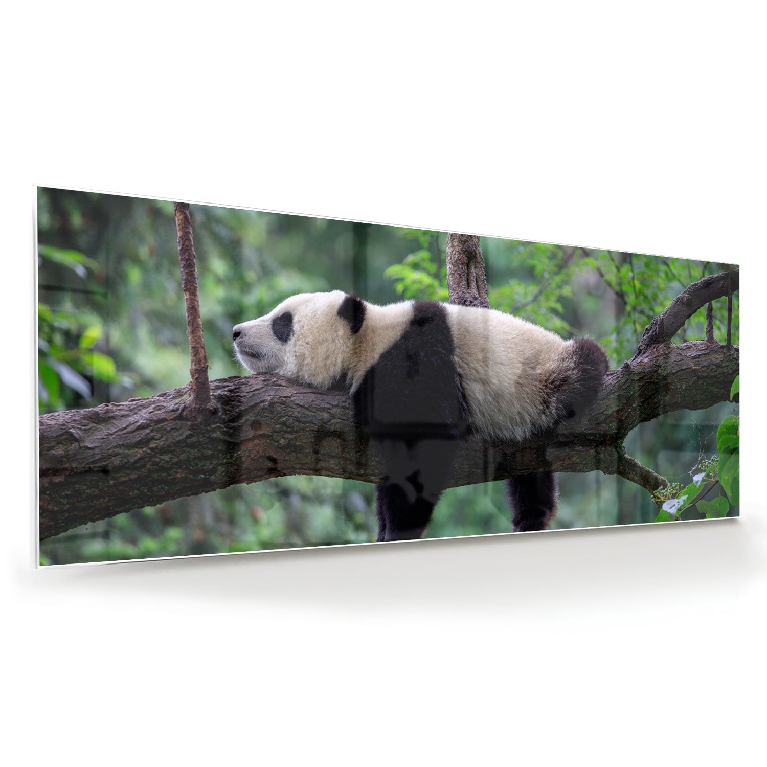 Glazen schilderij van een panda die ontspannen op een tak ligt.