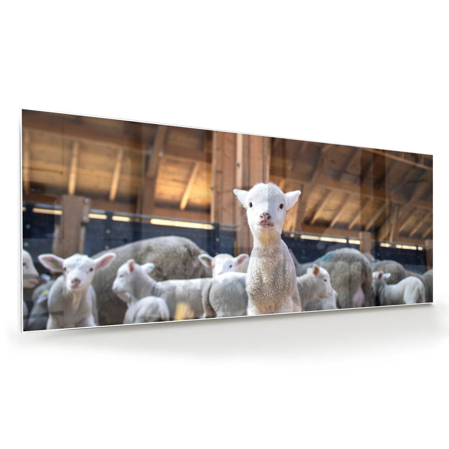 Glazen schilderij met lammetjes in een stal, perfect voor huisdecoratie.